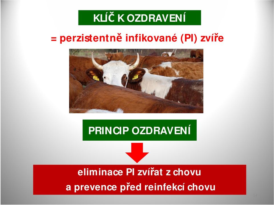 OZDRAVENÍ eliminace PI zvířat z