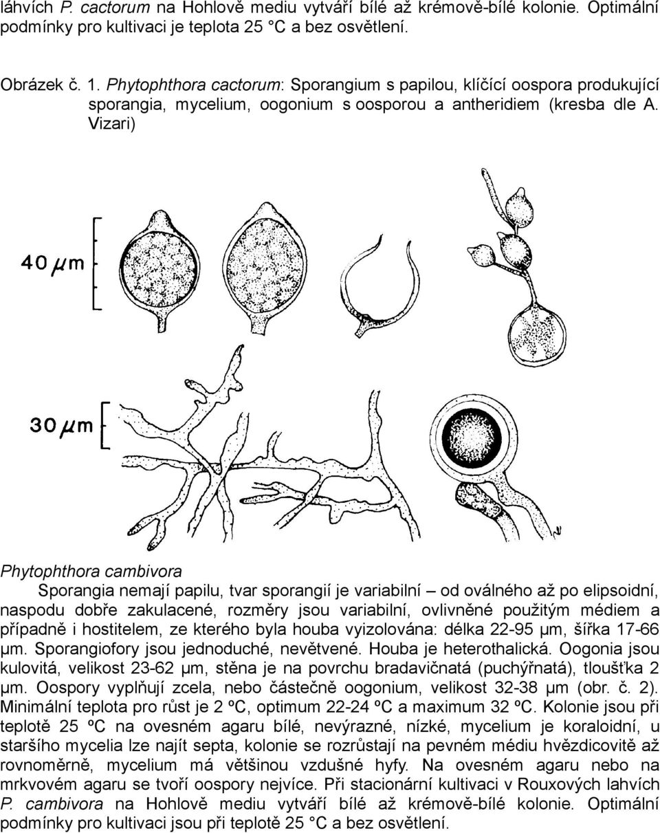 Vizari) Phytophthora cambivora Sporangia nemají papilu, tvar sporangií je variabilní od oválného až po elipsoidní, naspodu dobře zakulacené, rozměry jsou variabilní, ovlivněné použitým médiem a