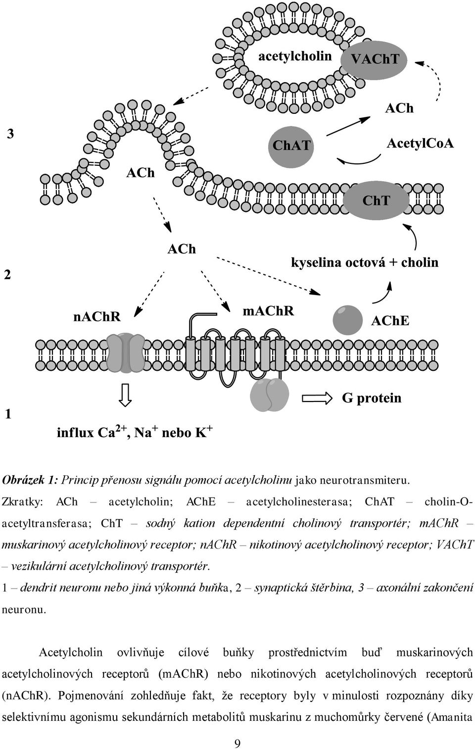 nikotinový acetylcholinový receptor; VAChT vezikulární acetylcholinový transportér. 1 dendrit neuronu nebo jiná výkonná buňka, 2 synaptická štěrbina, 3 axonální zakončení neuronu.