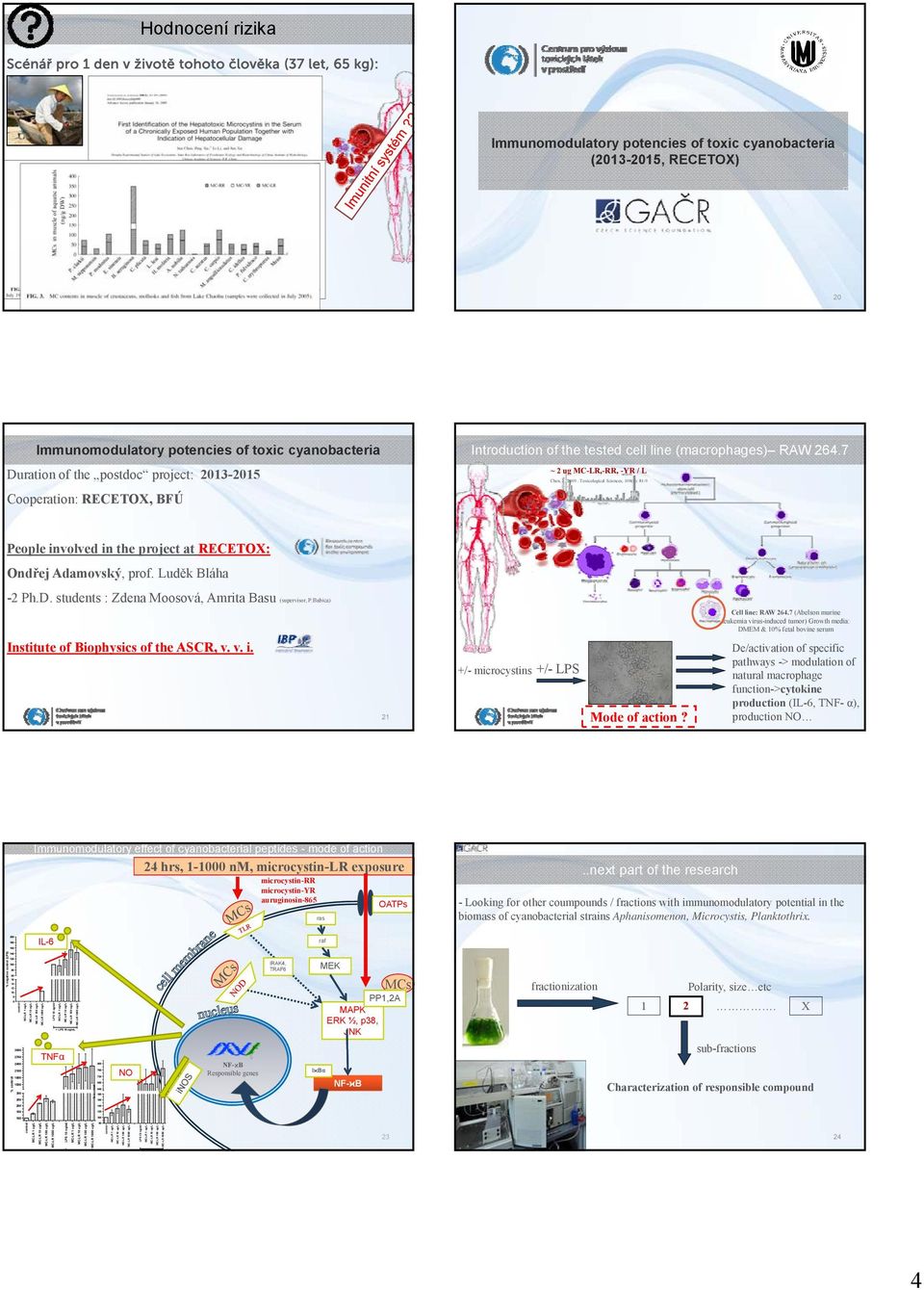 tested cell line (macrophages) RAW 264.7 ~ 2 ug M-LR,-RR, -YR / L hen, J., 2009.. Toxicological Sciences, 108(1): 81-9. People involved in the project at REETX: ndřej Adamovský, prof.