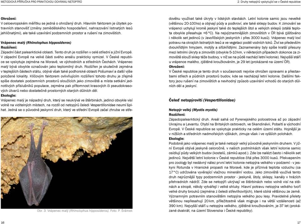 3: Vrápenec malý (Rhinolophus hipposideros). Foto: P. Šrámek Vrápenec malý (Rhinolophus hipposideros) Západní část palearktické oblasti. Tento druh je rozšířen v celé střední a jižní Evropě.