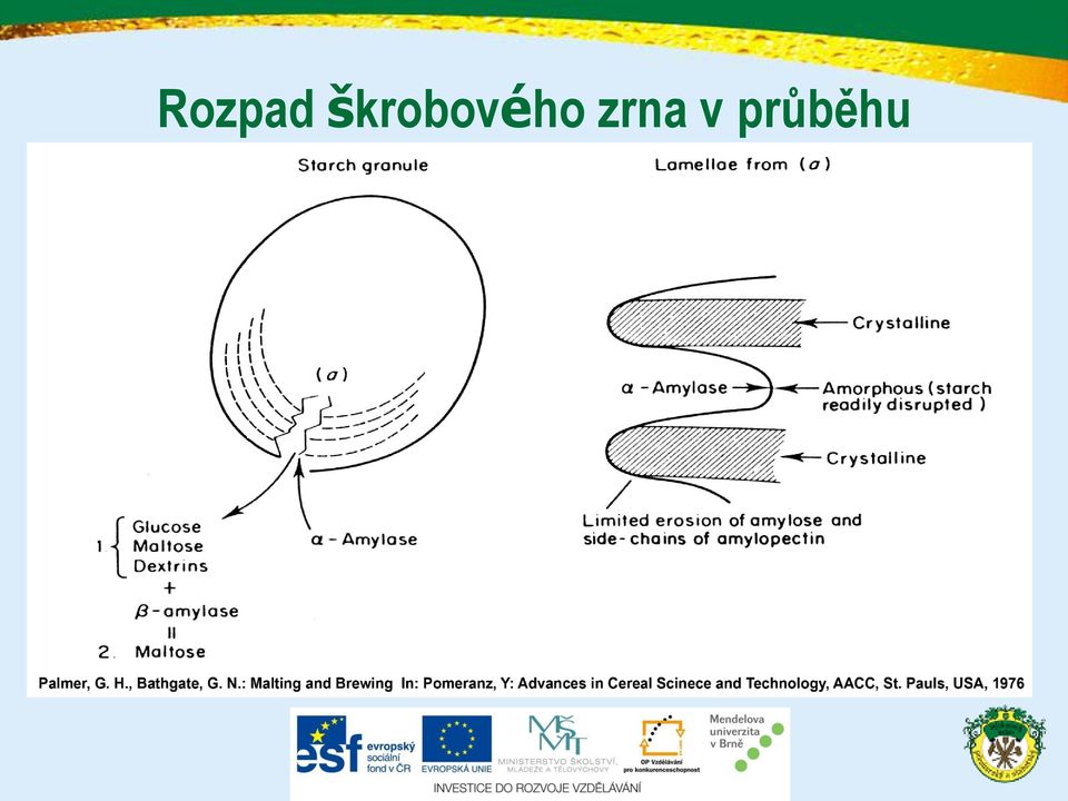 zrna v