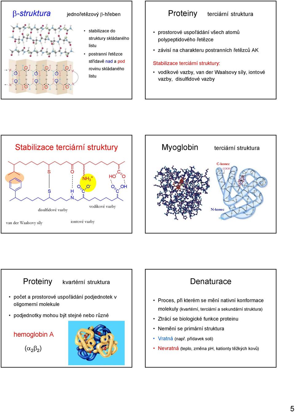 struktury Myoglobin terciární struktura -konec S 3 + S - disulfidové vazby vodíkové vazby -konec van der Waalsovy síly iontové vazby kvartérní struktura Denaturace počet a prostorové uspořádání