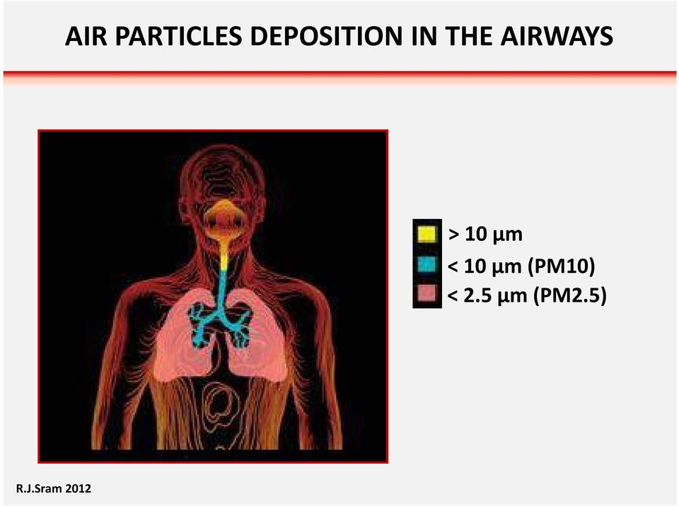 AIRWAYS > 10 µm <