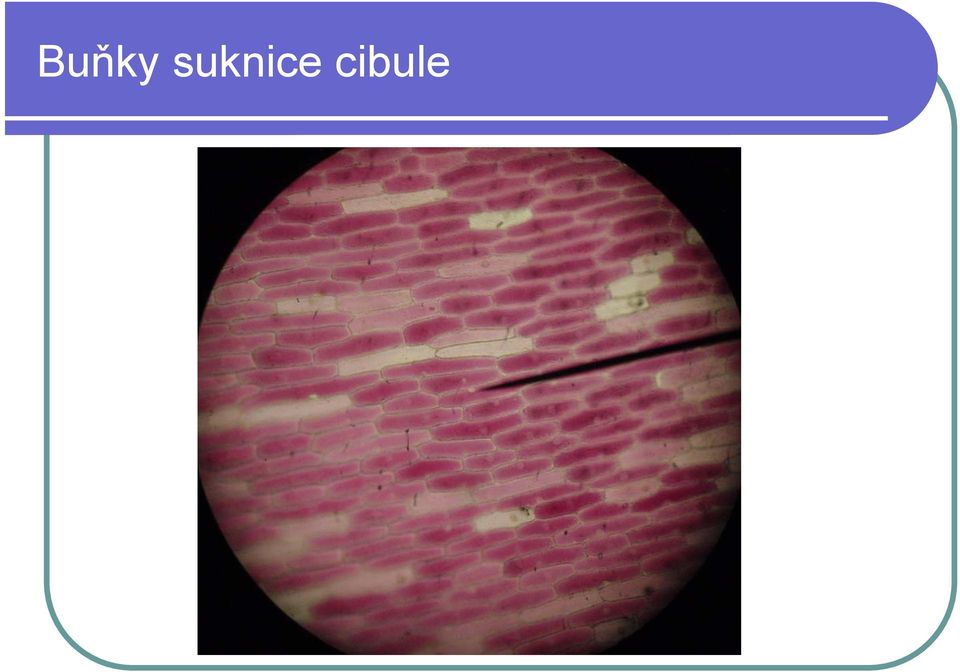 cibule