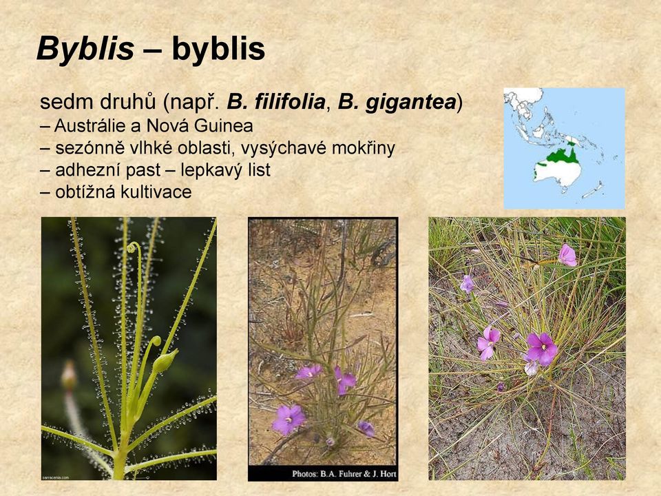 gigantea) Austrálie a Nová Guinea sezónně