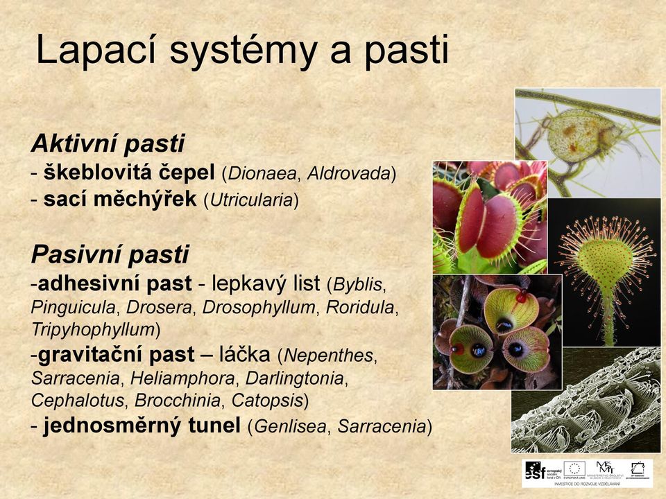 Drosophyllum, Roridula, Tripyhophyllum) -gravitační past láčka (Nepenthes, Sarracenia,