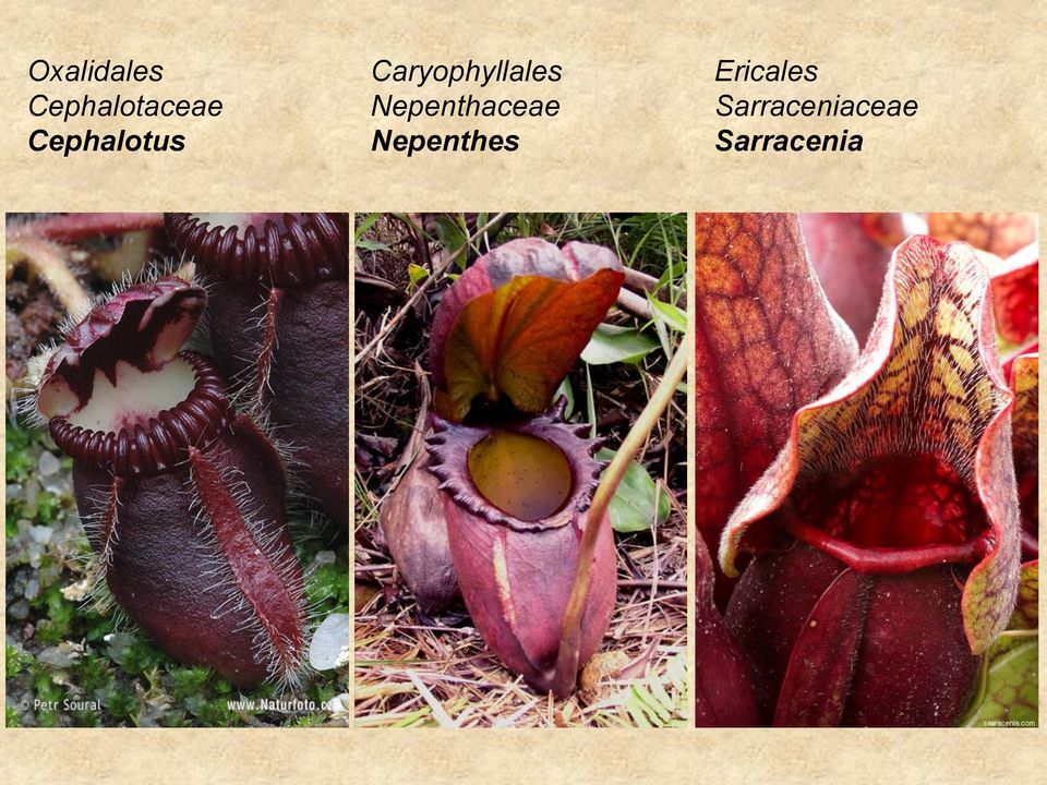 Nepenthaceae Nepenthes