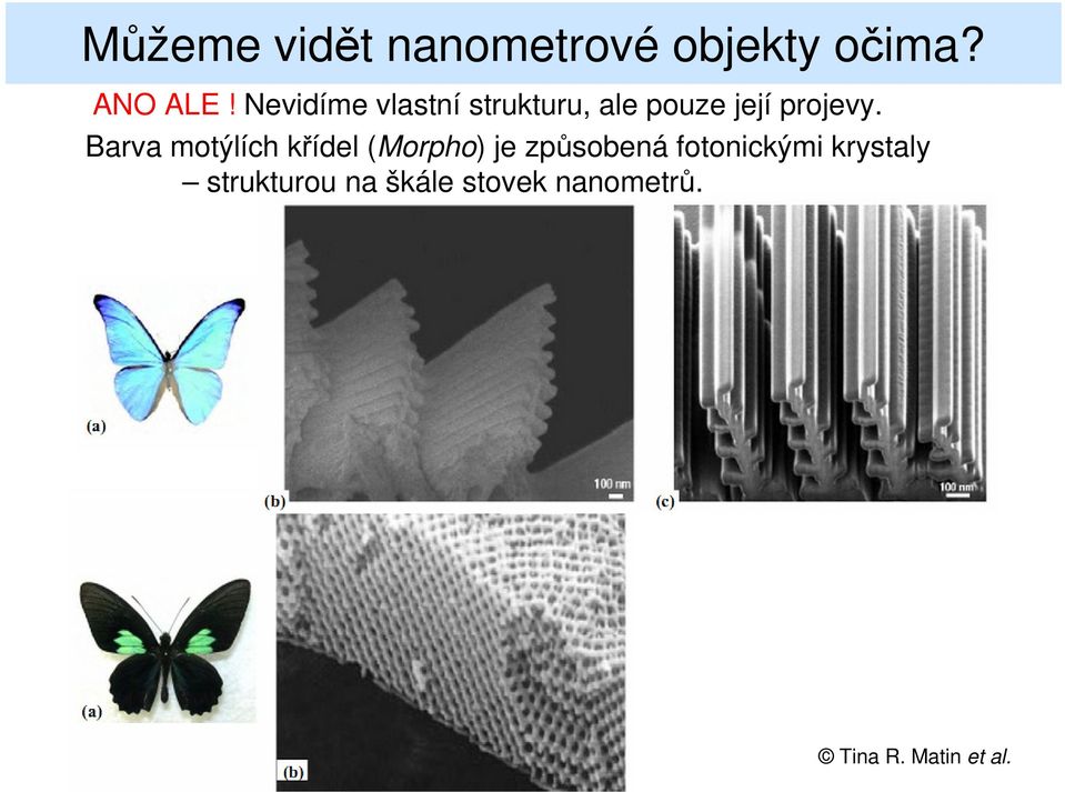 Barva motýlích křídel (Morpho) je způsobená fotonickými