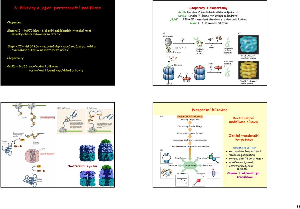 doprovodná součást putování a translokace bílkoviny na místo místo určení Chaperoniny: GroEL + GroES: uspořádávání bílkoviny odstraňování špatně uspořádané bílkoviny Nascentní bílkovina Ko-translační
