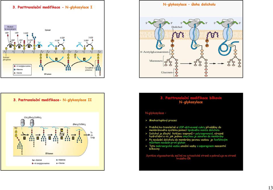 lipidového nosiče dolicholu Dolichol je dlouhý řetězec isoprenů = polyisoprenoid, výrazně hydrofobní a víc jak jednou smyčkou je zanořen do membrány Po navázání dolicholu do