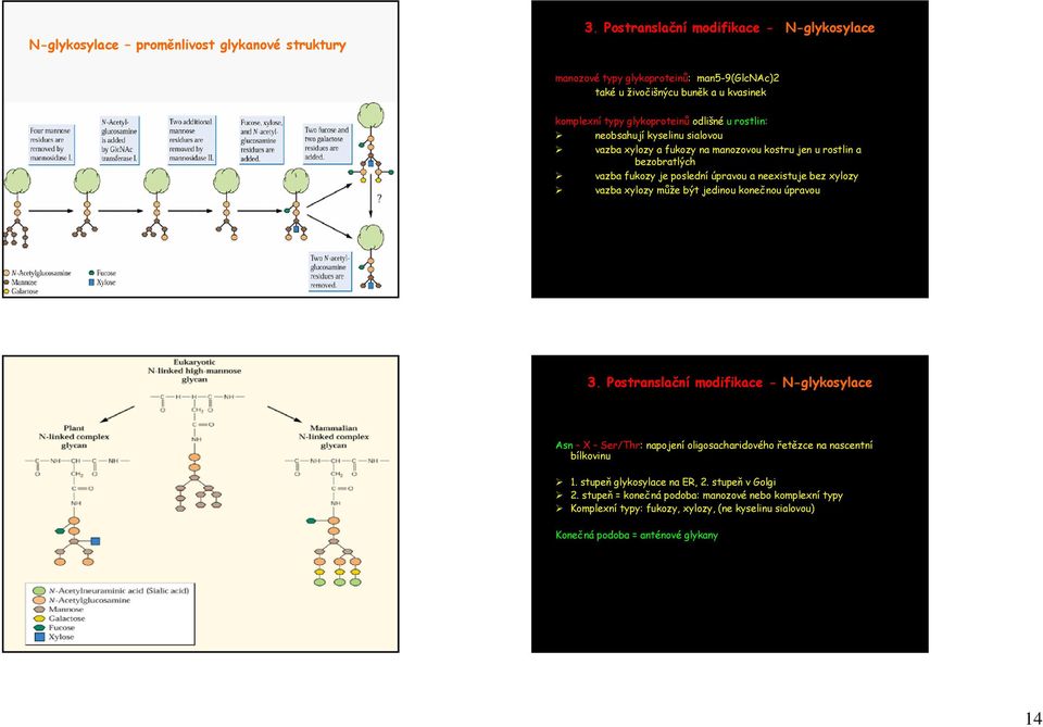 kyselinu sialovou vazba xylozy a fukozy na manozovou kostru jen u rostlin a bezobratlých vazba fukozy je poslední úpravou a neexistuje bez xylozy vazba xylozy může být jedinou konečnou