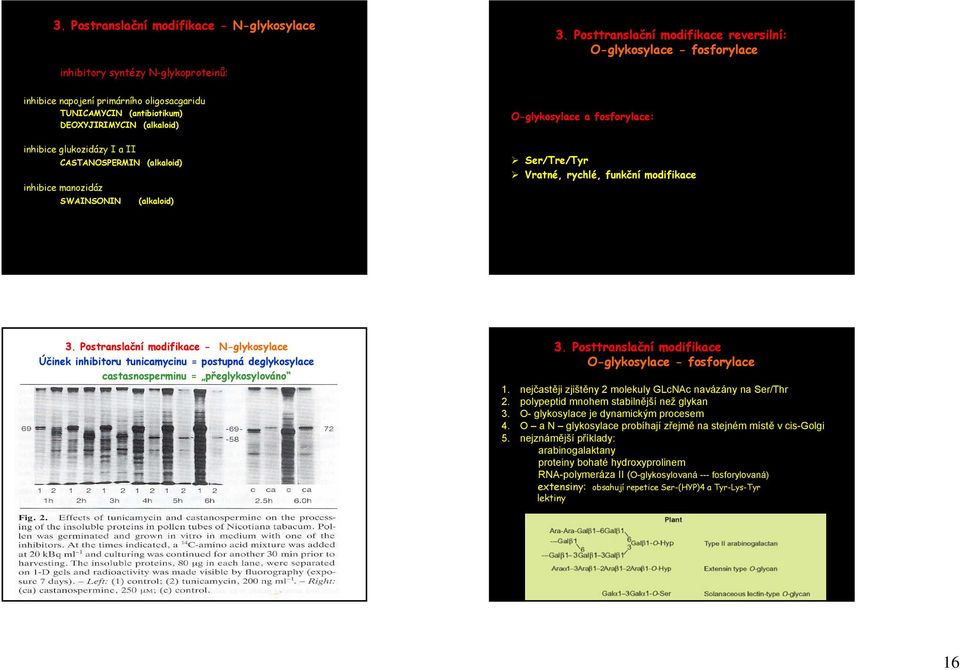 O-glykosylace a fosforylace: inhibice glukozidázy I a II CASTANOSPERMIN (alkaloid) inhibice manozidáz SWAINSONIN (alkaloid) Ser/Tre/Tyr Vratné, rychlé, funkční modifikace 3.