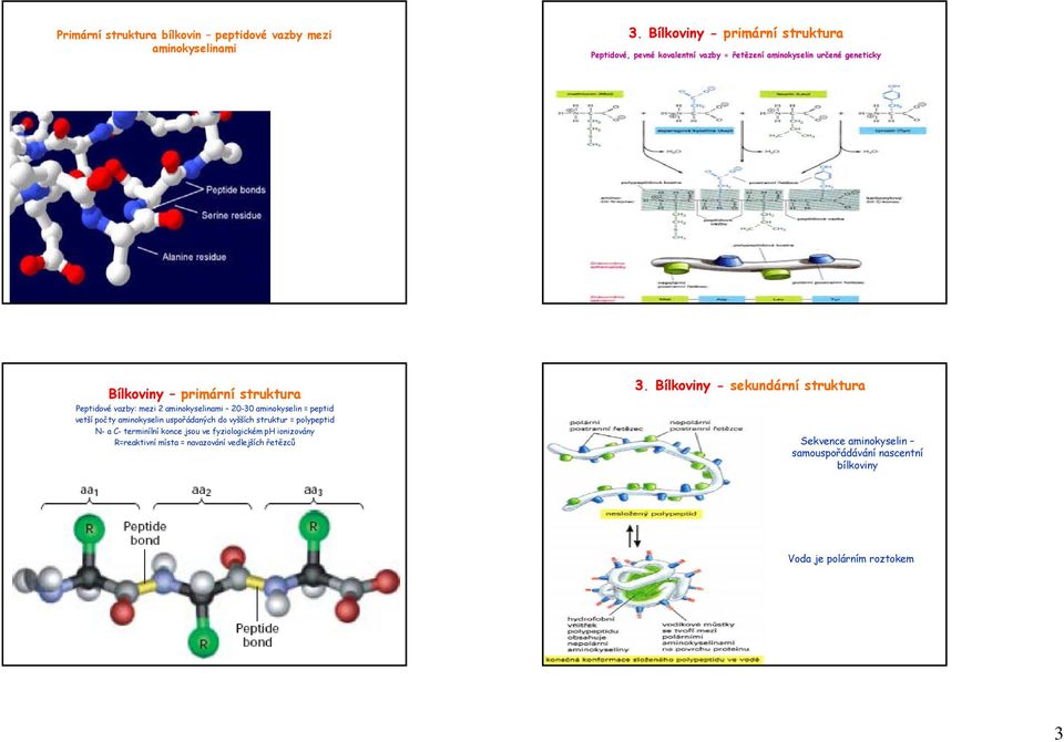 Peptidové vazby: mezi 2 aminokyselinami 20-30 aminokyselin = peptid vetší počty aminokyselin uspořádaných do vyšších struktur = polypeptid N- a