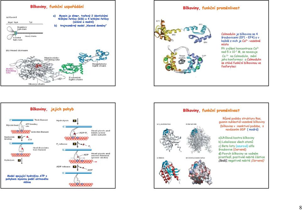 Calmodulin se stává funkční bílkovinou ve fosforylaci Bílkoviny, jejich pohyb Bílkoviny, funkční proměnlivost Různé podoby struktury Ras, guanin nukleotid-vazebné bílkoviny (bílkovina v inanktivní