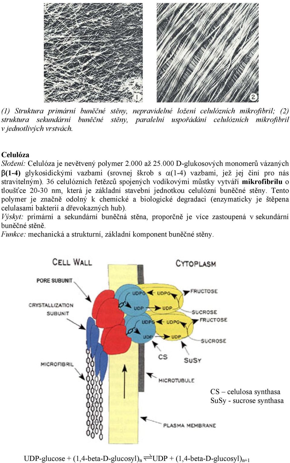 36 celulózních řetězců spojených vodíkovými můstky vytváří mikrofibrilu o tloušťce 20-30 nm, která je základní stavební jednotkou celulózní buněčné stěny.