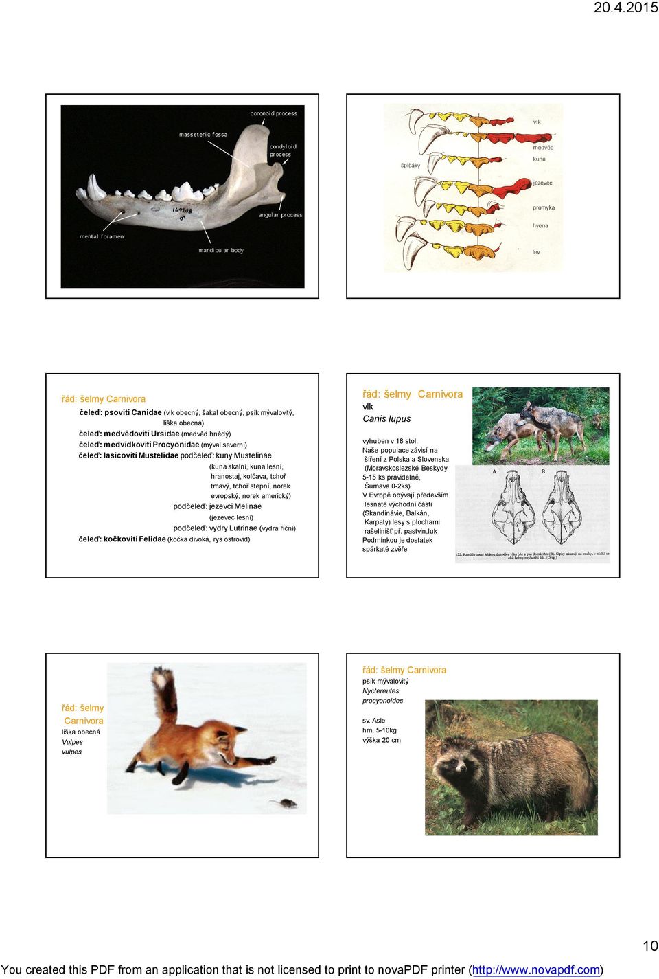 Lutrinae (vydra říční) čeleď: kočkovití Felidae (kočka divoká, rys ostrovid) vlk Canis lupus vyhuben v 18 stol.