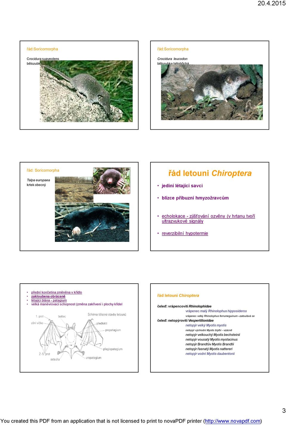 patagium velká manévrovací schopnost (změna zakřivení i plochy křídel řád letouni Chiroptera čeleď: vrápencovití Rhinolophidae vrápenec malý Rhinolophus hipposideros vrápenec velký Rhinolophus