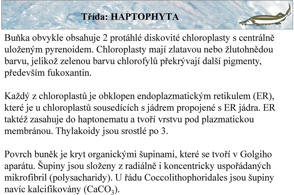 Každý z chloroplastů je obklopen endoplazmatickým retikulem (ER), které je u chloroplastů sousedících s jádrem propojené s ER jádra.