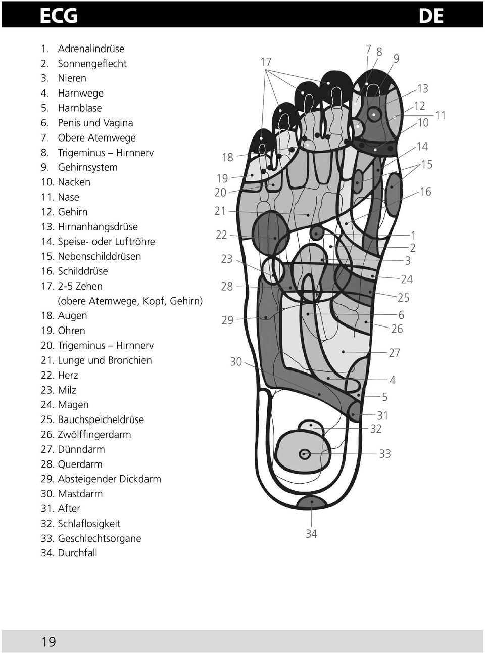 Trigeminus Hirnnerv 21. Lunge und Bronchien 22. Herz 23. Milz 24. Magen 25. Bauchspeicheldrüse 26. Zwölffingerdarm 27. Dünndarm 28. Querdarm 29. Absteigender Dickdarm 30.