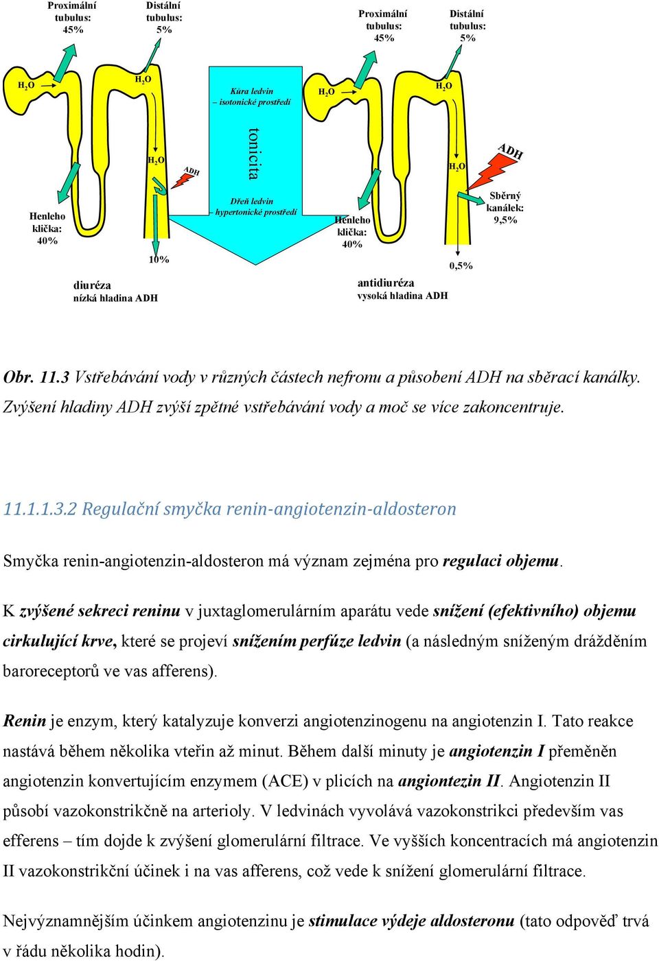 Zvýšení hladiny ADH zvýší zpětné vstřebávání vody a moč se více zakoncentruje. 11.1.1.3.