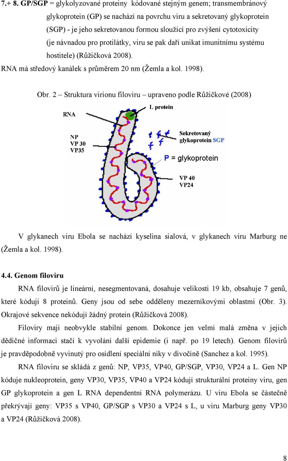 zvýšení cytotoxicity (je návnadou pro protilátky, viru se pak daří unikat imunitnímu systému hostitele) (Růžičková 2008). RNA má středový kanálek s průměrem 20 nm (Žemla a kol. 1998). Obr.