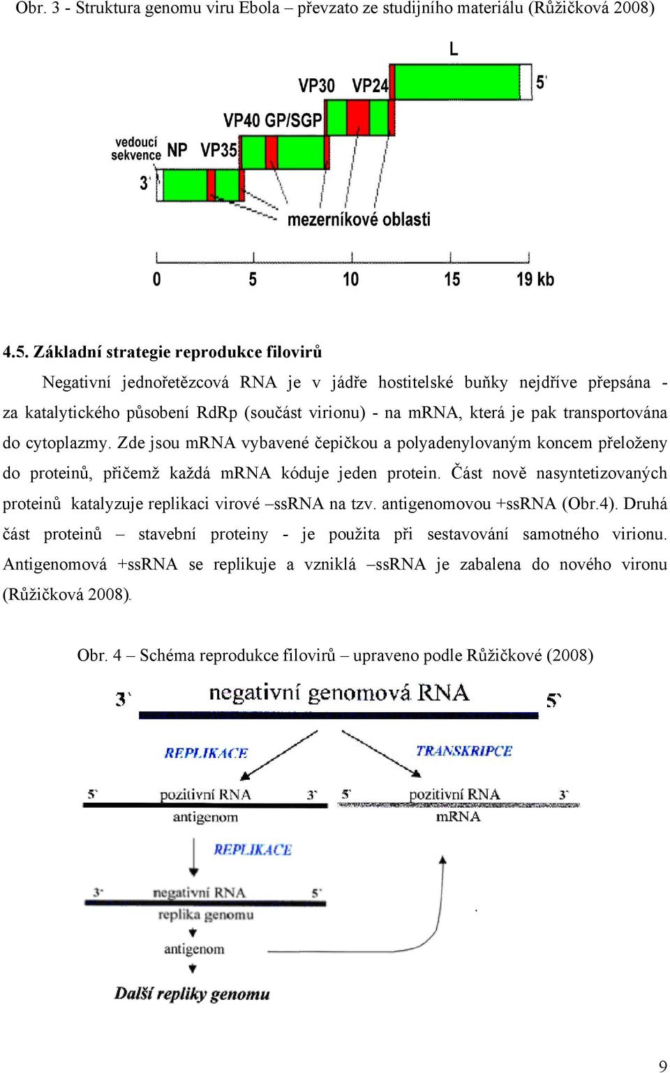 transportována do cytoplazmy. Zde jsou mrna vybavené čepičkou a polyadenylovaným koncem přeloženy do proteinů, přičemž každá mrna kóduje jeden protein.