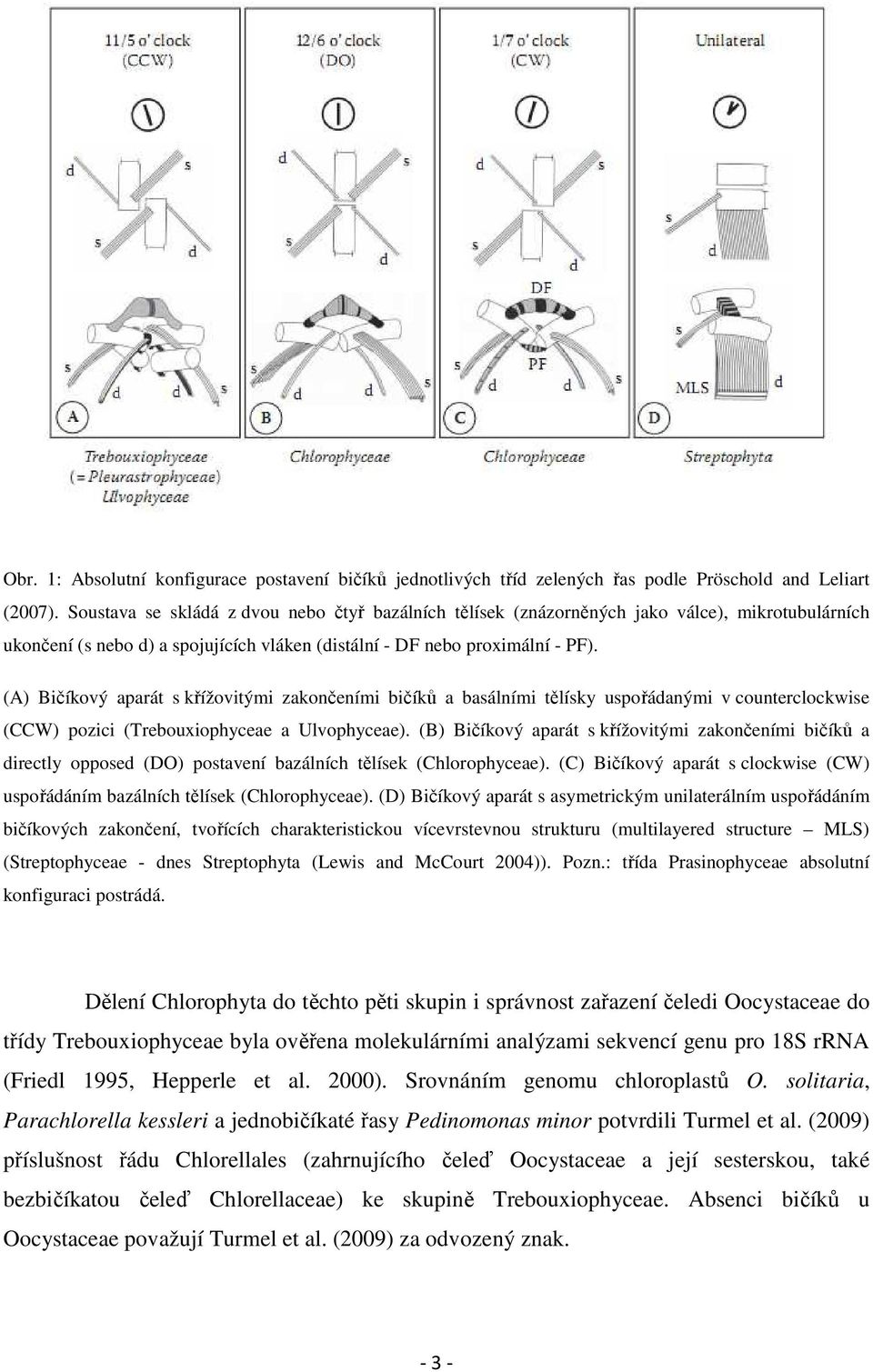 (A) Bičíkový aparát s křížovitými zakončeními bičíků a basálními tělísky uspořádanými v counterclockwise (CCW) pozici (Trebouxiophyceae a Ulvophyceae).