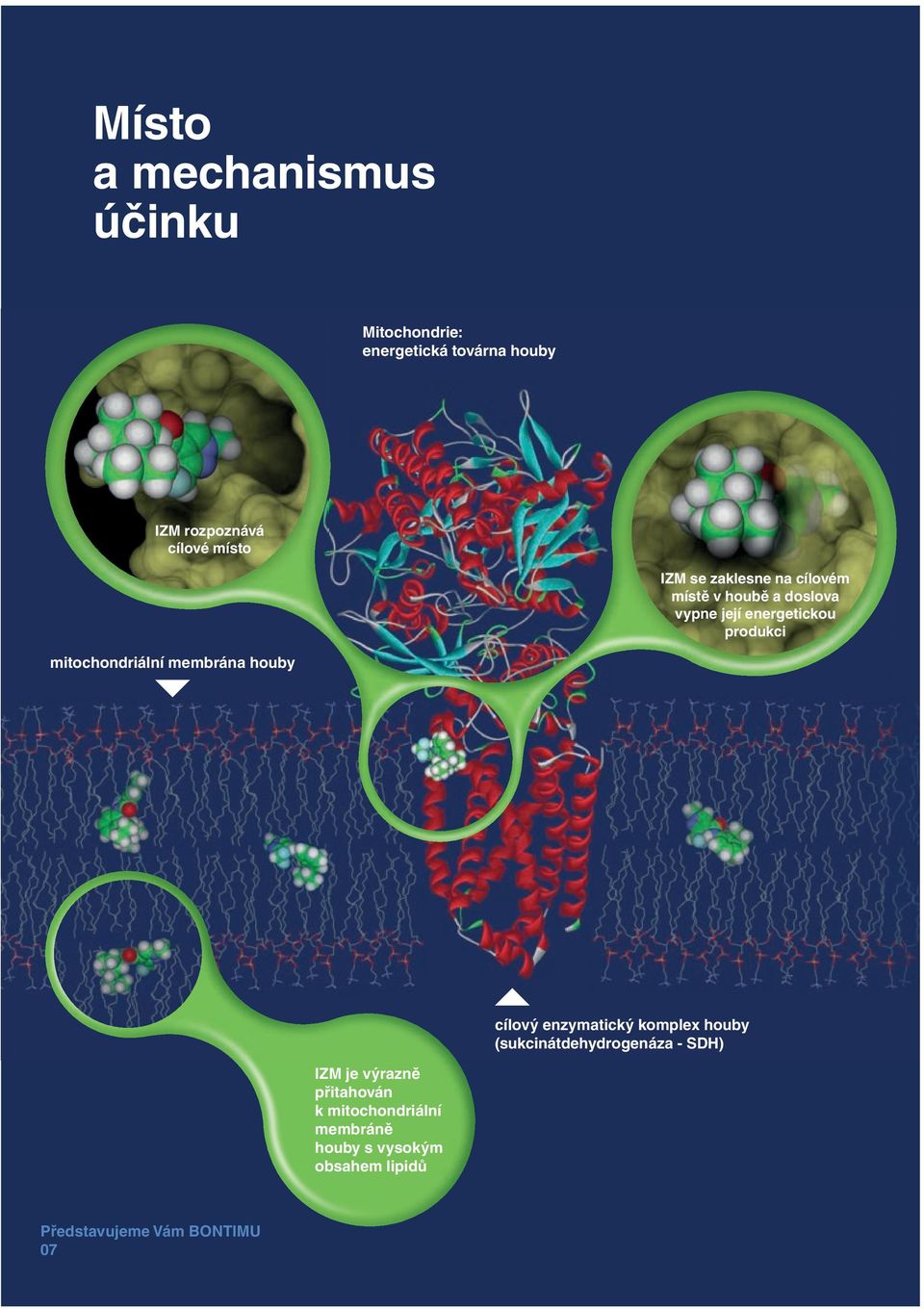 mitochondriální membrána houby cílový enzymatický komplex houby (sukcinátdehydrogenáza -