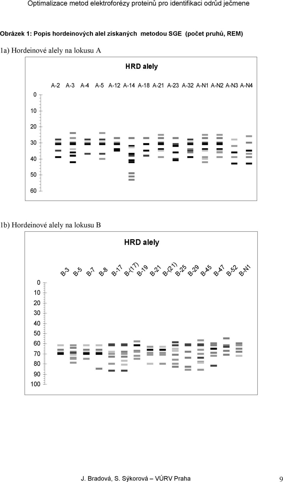30 40 50 60 1b) Hordeinové alely na lokusu B 0 10 20 30 40 50 60 70 80 90 100 B-3 B-5 B-7 B-8