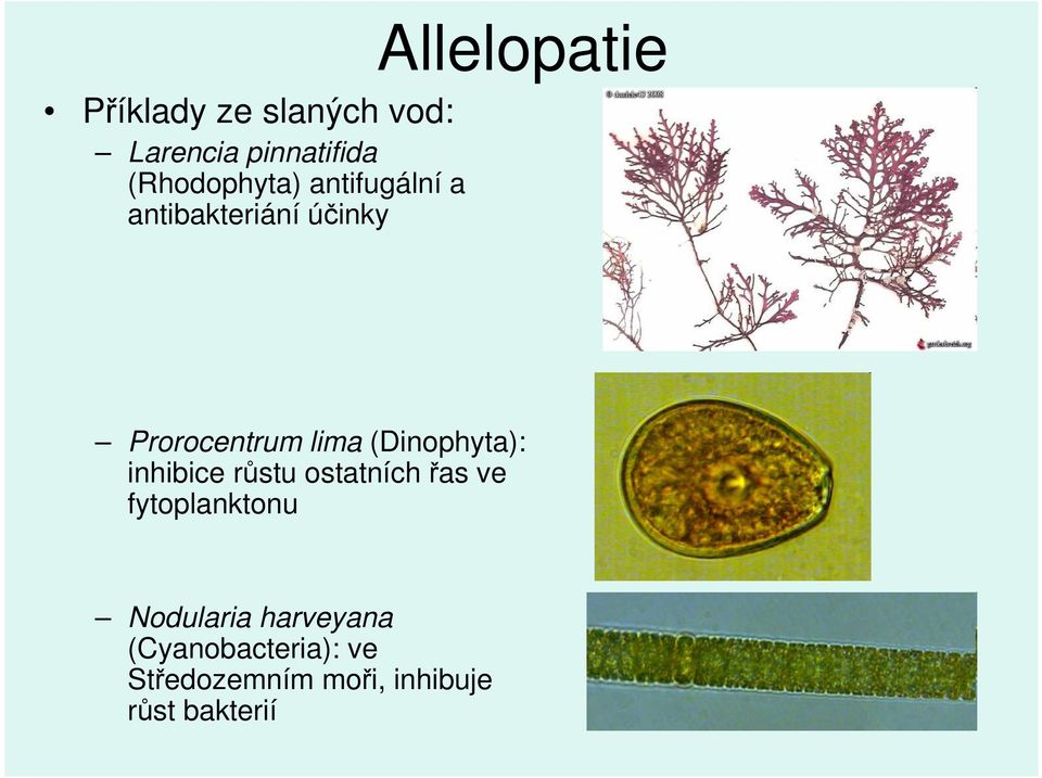 (Dinophyta): inhibice růstu ostatních řas ve fytoplanktonu