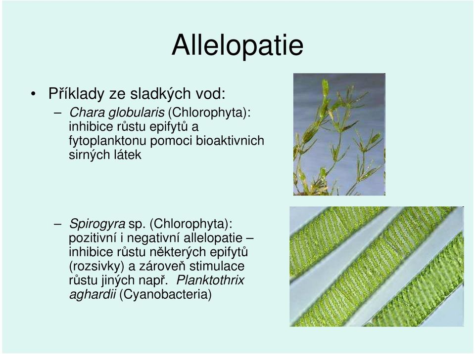 (Chlorophyta): pozitivní i negativní allelopatie inhibice růstu některých epifytů