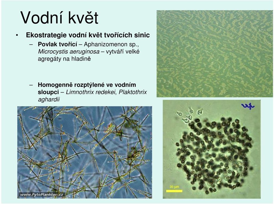 , Microcystis aeruginosa vytváří velké agregáty na