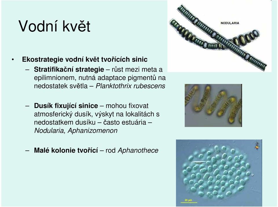 rubescens Dusík fixující sinice mohou fixovat atmosferický dusík, výskyt na lokalitách