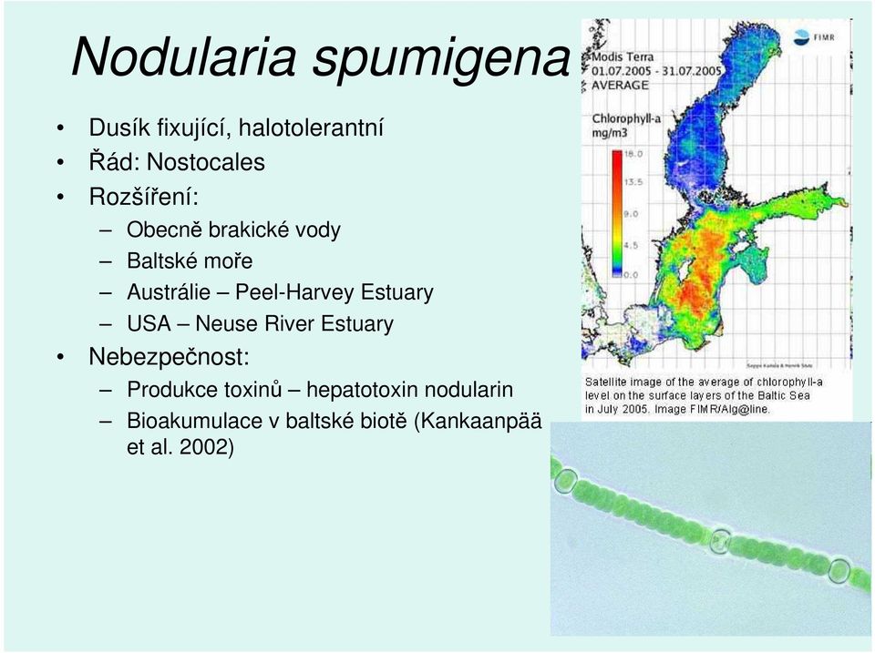 Estuary USA Neuse River Estuary Nebezpečnost: Produkce toxinů