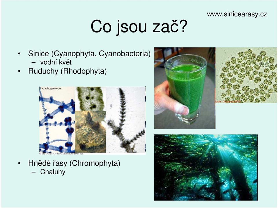 Cyanobacteria) vodní květ