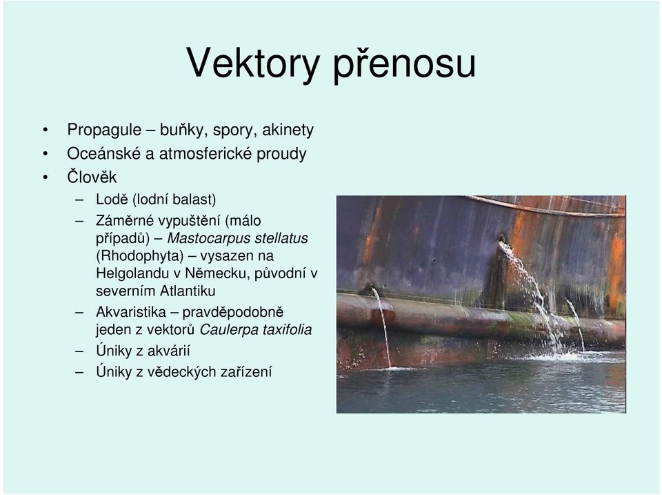 (Rhodophyta) vysazen na Helgolandu v Německu, původní v severním Atlantiku