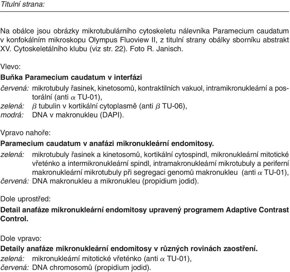 Vlevo: BuÀka Paramecium caudatum v interfázi ãervená: mikrotubuly fiasinek, kinetosomû, kontraktilních vakuol, intramikronukleární a postorální (anti TU-01), zelená: tubulin v kortikální cytoplasmû