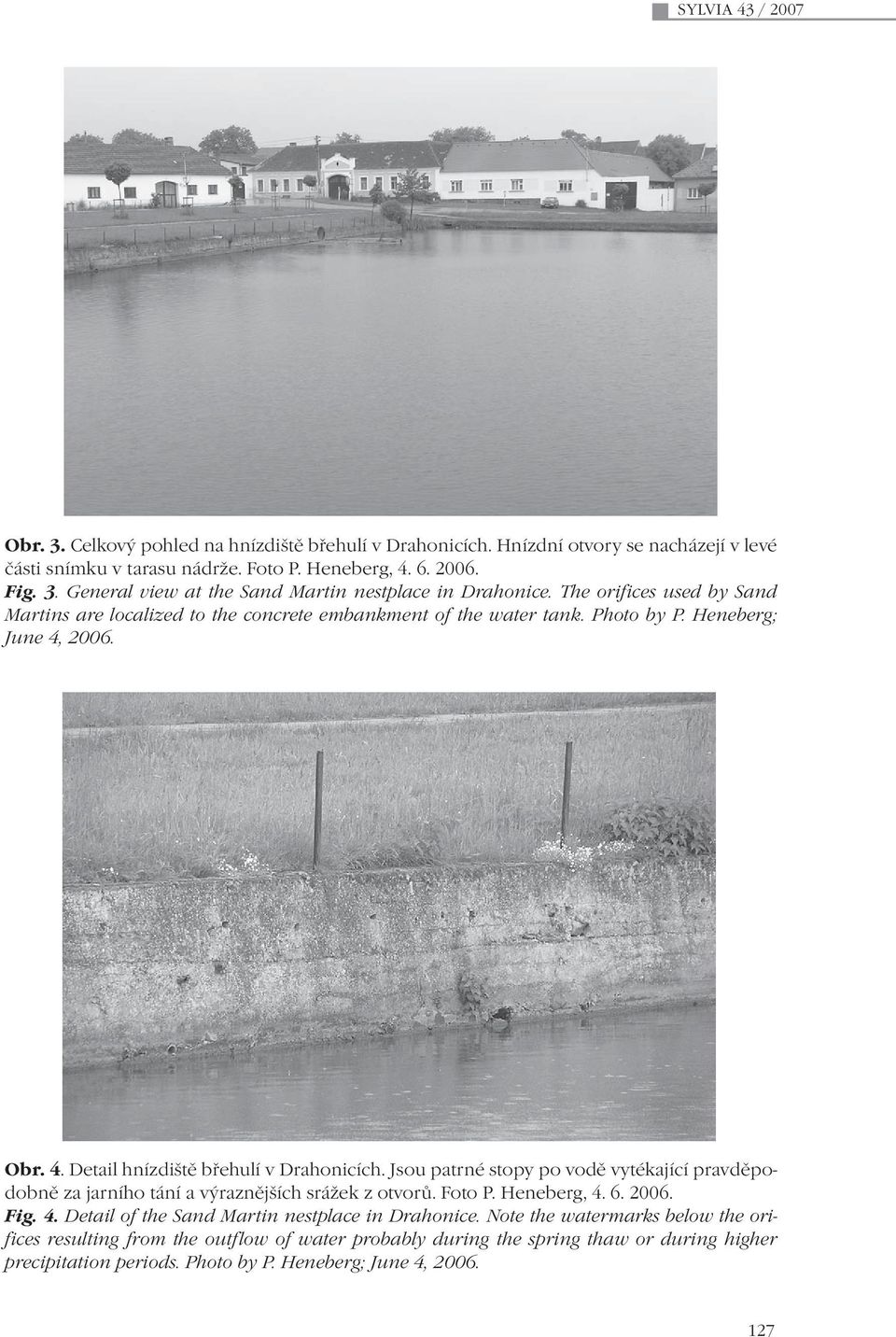 Jsou patrné stopy po vodě vytékající pravděpodobně za jarního tání a výraznějších srážek z otvorů. Foto P. Heneberg, 4. 6. 2006. Fig. 4. Detail of the Sand Martin nestplace in Drahonice.