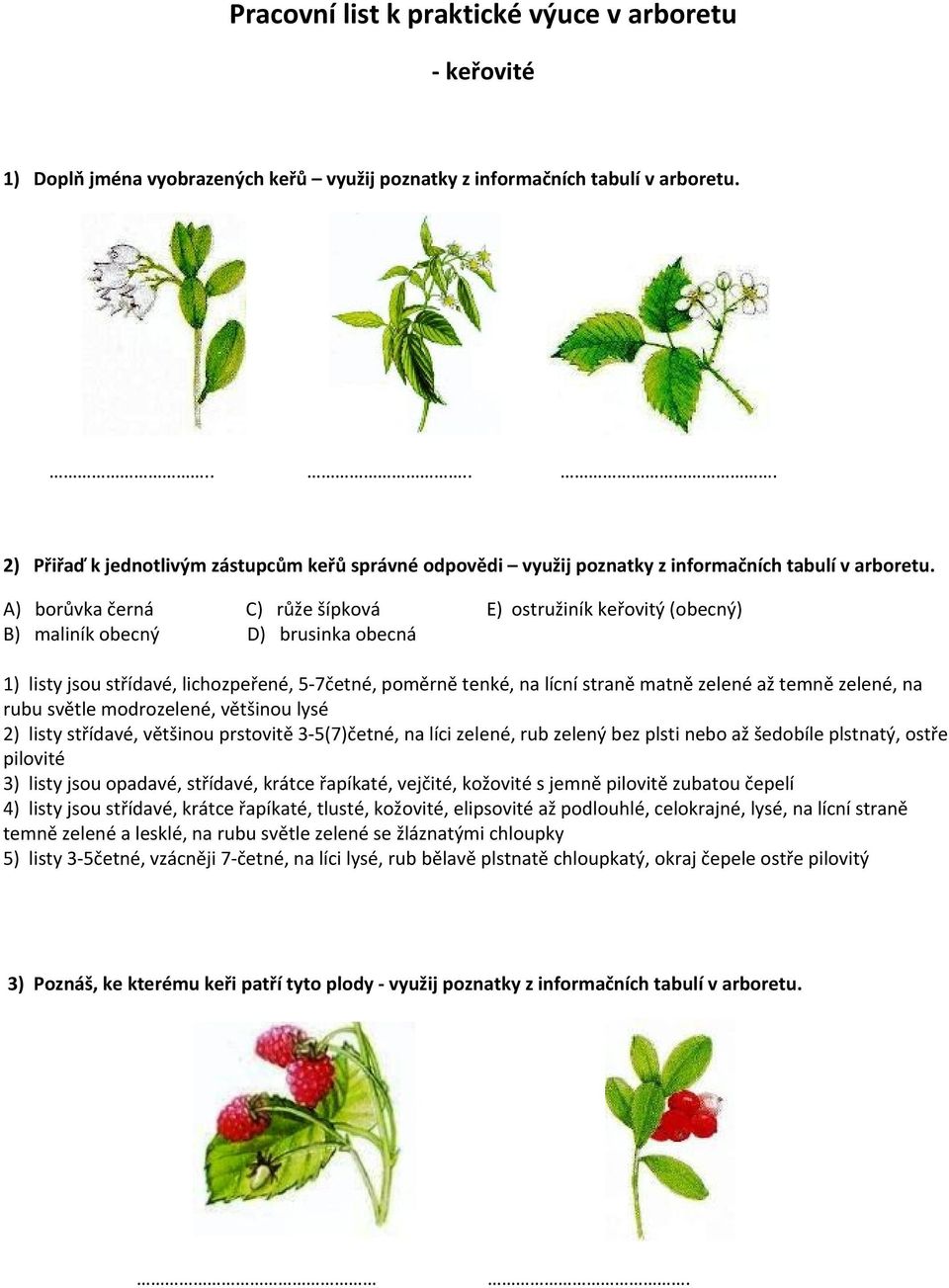 A) borůvka černá C) růže šípková E) ostružiník keřovitý (obecný) B) maliník obecný D) brusinka obecná 1) listy jsou střídavé, lichozpeřené, 5-7četné, poměrně tenké, na lícní straně matně zelené až