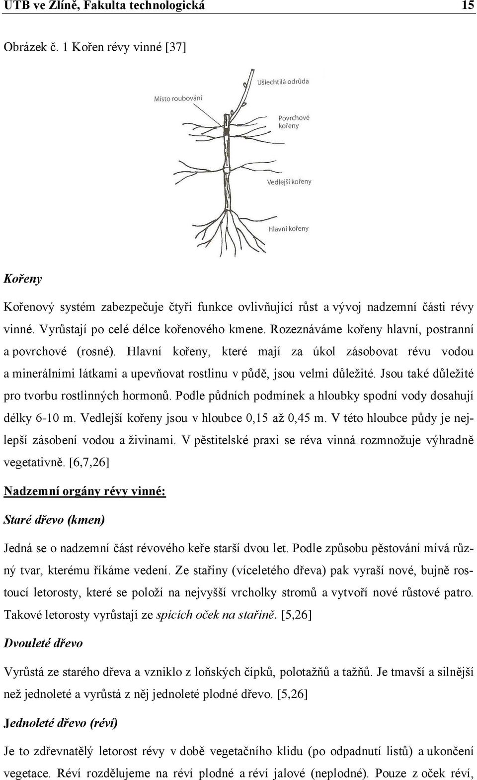 Hlavní kořeny, které mají za úkol zásobovat révu vodou a minerálními látkami a upevňovat rostlinu v půdě, jsou velmi důležité. Jsou také důležité pro tvorbu rostlinných hormonů.