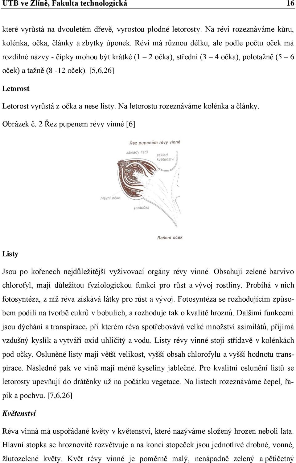 [5,6,26] Letorost Letorost vyrůstá z očka a nese listy. Na letorostu rozeznáváme kolénka a články. Obrázek č.