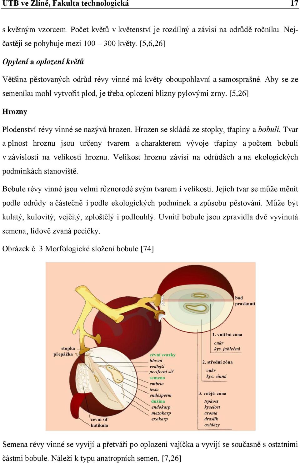 [5,26] Hrozny Plodenství révy vinné se nazývá hrozen. Hrozen se skládá ze stopky, třapiny a bobulí.