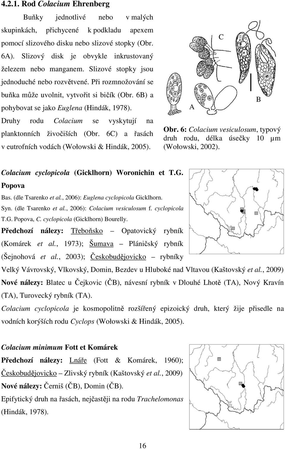 6B) a pohybovat se jako Euglena (Hindák, 1978). Druhy rodu Colacium se vyskytují na planktonních živočiších (Obr. 6C) a řasách v eutrofních vodách (Wołowski & Hindák, 2005). A C Obr.