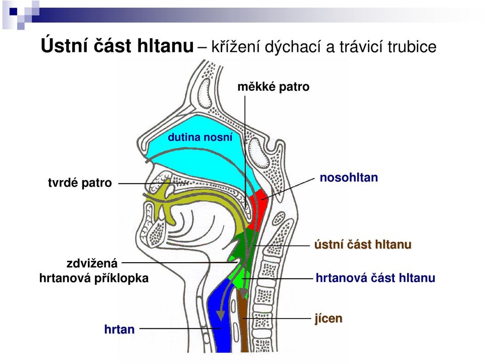 patro nosohltan zdvižená hrtanová příklopka