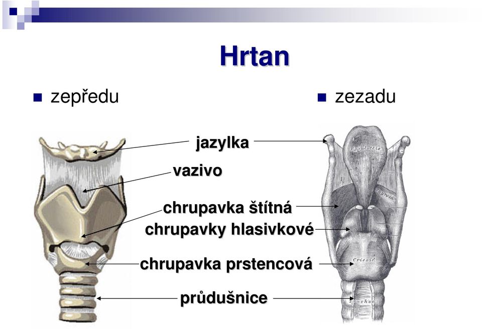 štítná chrupavky