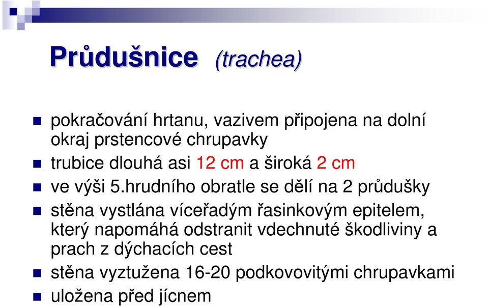 hrudního obratle se dělí na 2 průdušky stěna vystlána víceřadým řasinkovým epitelem, který