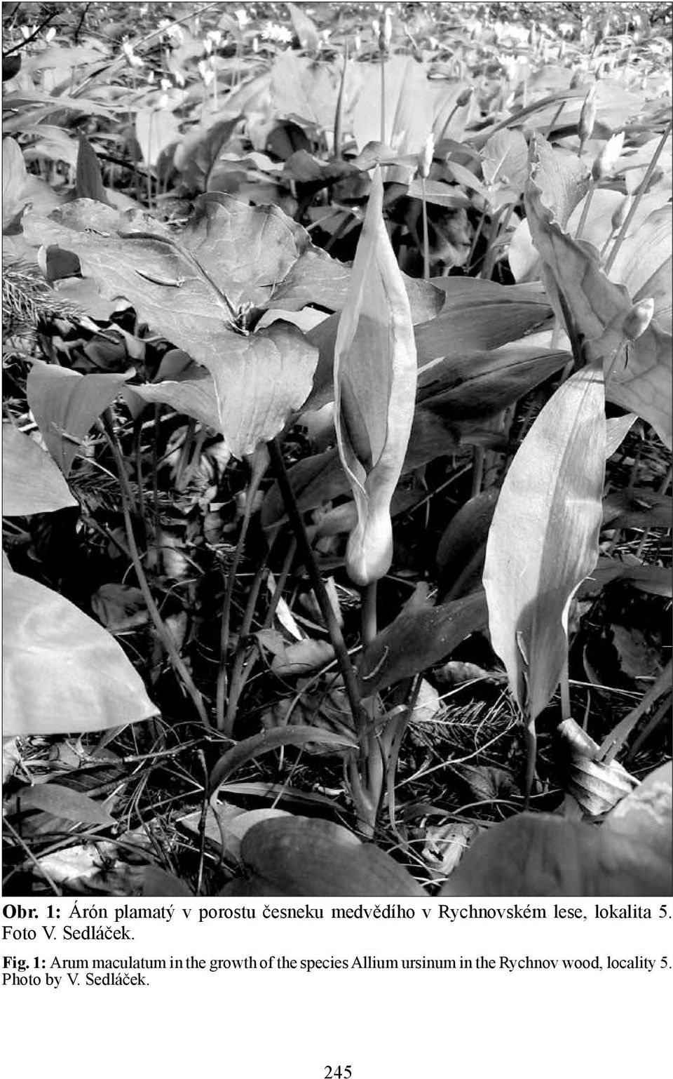 1: Arum maculatum in the growth of the species Allium