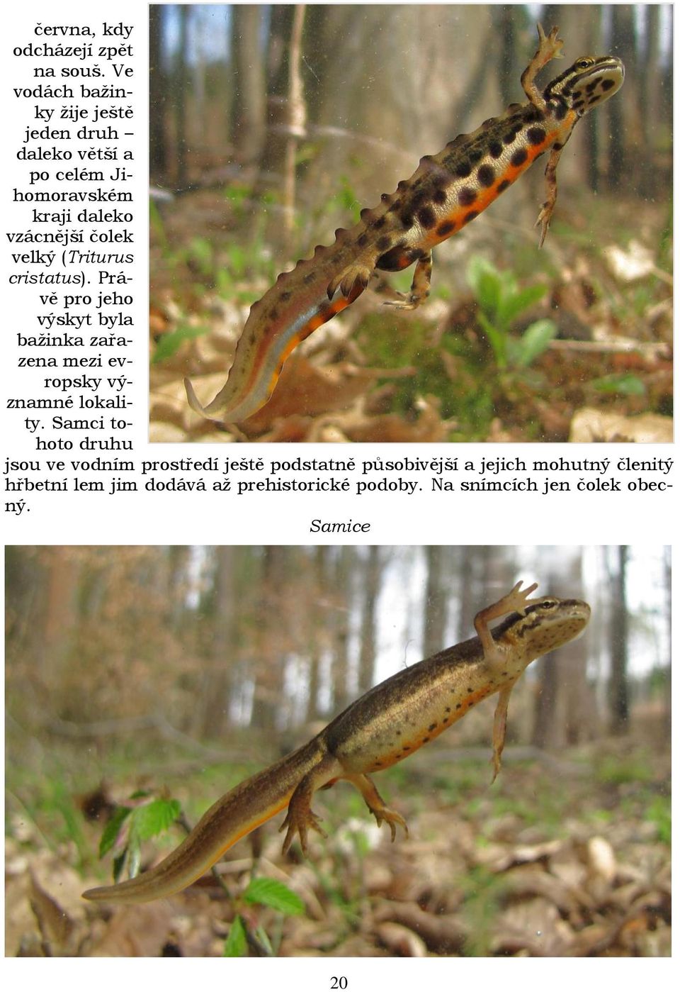 velký (Triturus cristatus). Právě pro jeho výskyt byla baţinka zařazena mezi evropsky významné lokality.