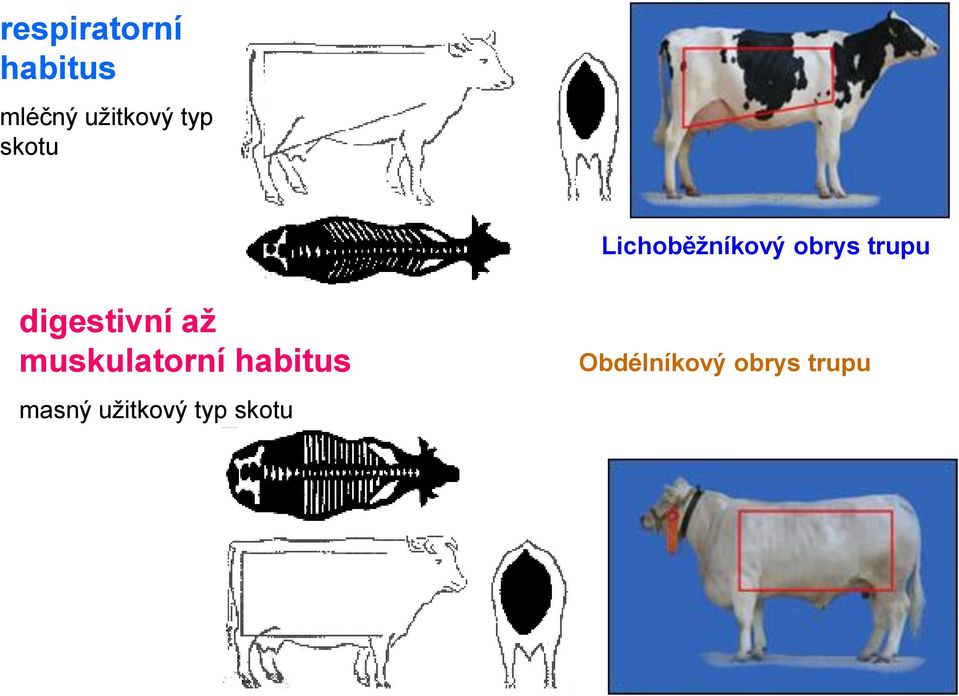 digestivní až muskulatorní habitus